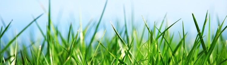 Grass
