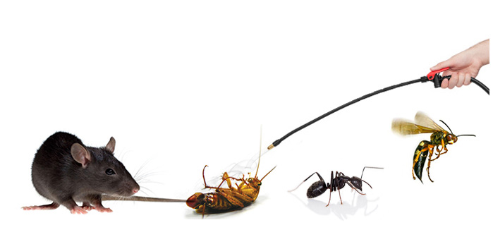 bee, ant, cockroach and a rat