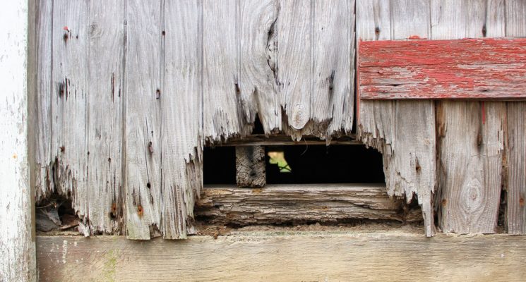 Decaying timber