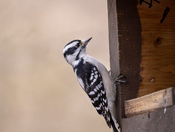 woodpecker