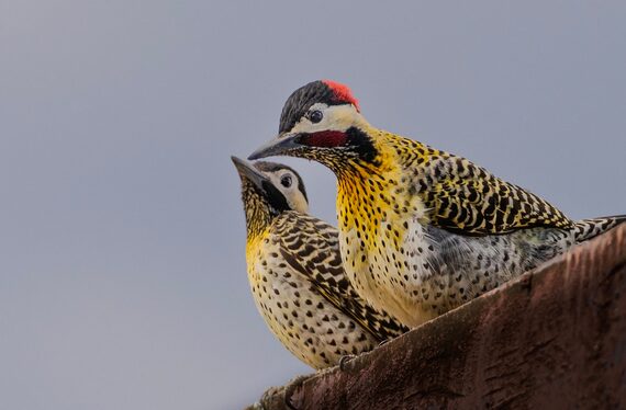 nest